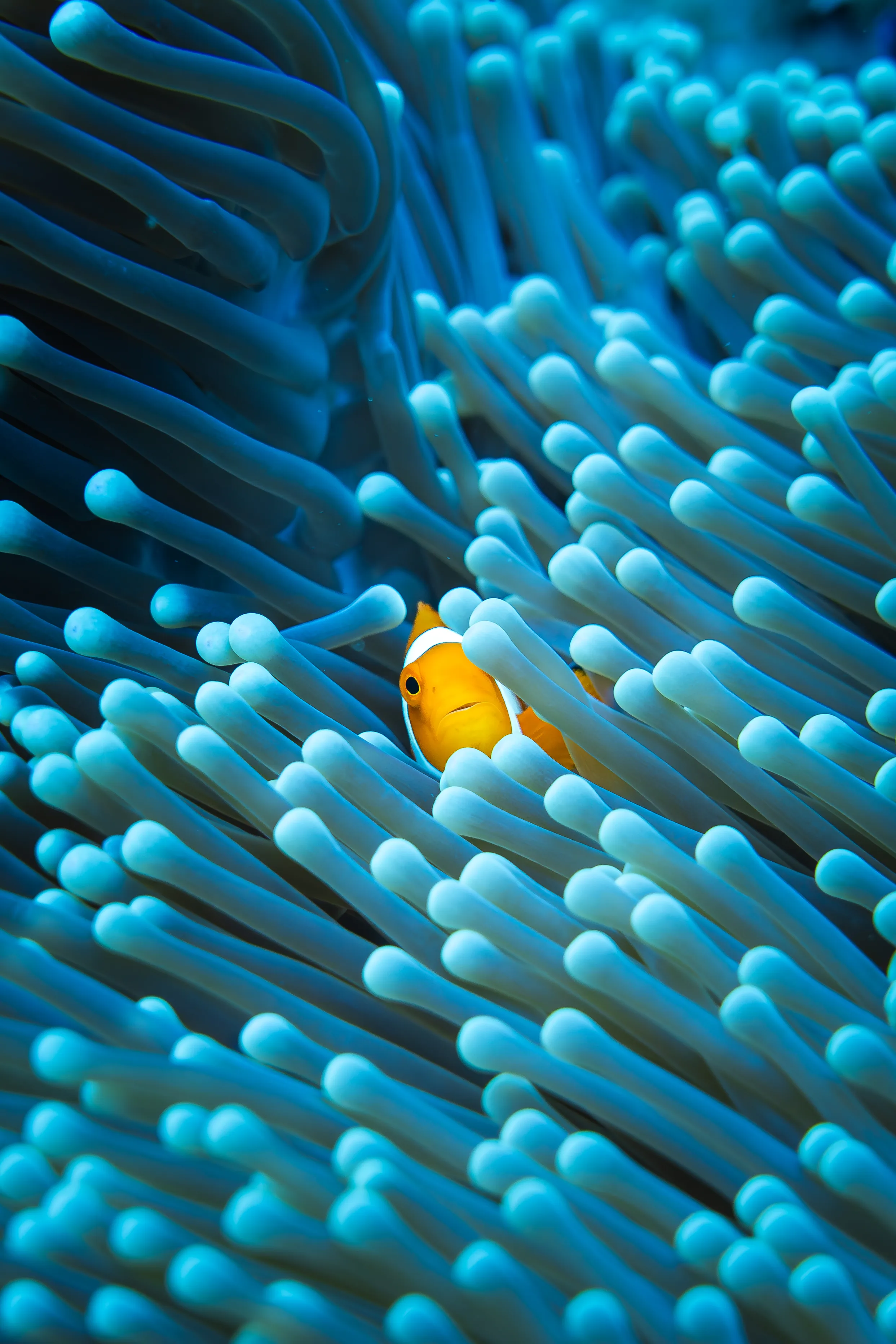 A clownfish among blue sea anemone tentacles.